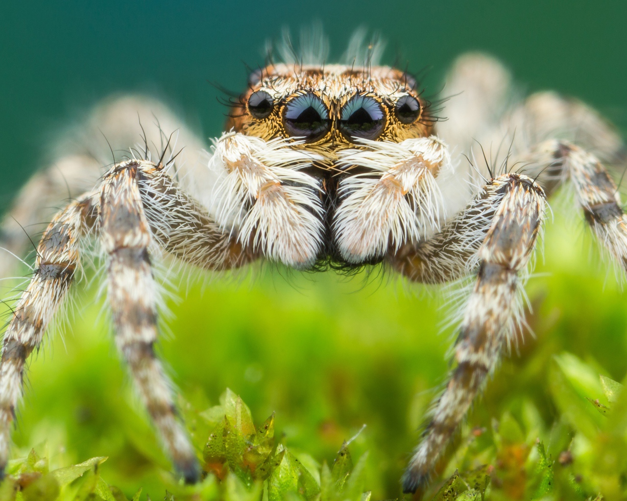 Большой паук крупным планом