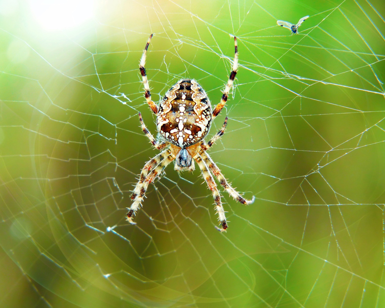 Большой паук висит на паутине