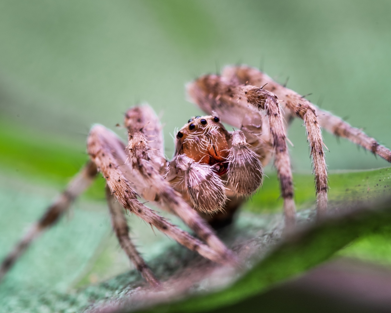 Большой паук на зеленом листке 