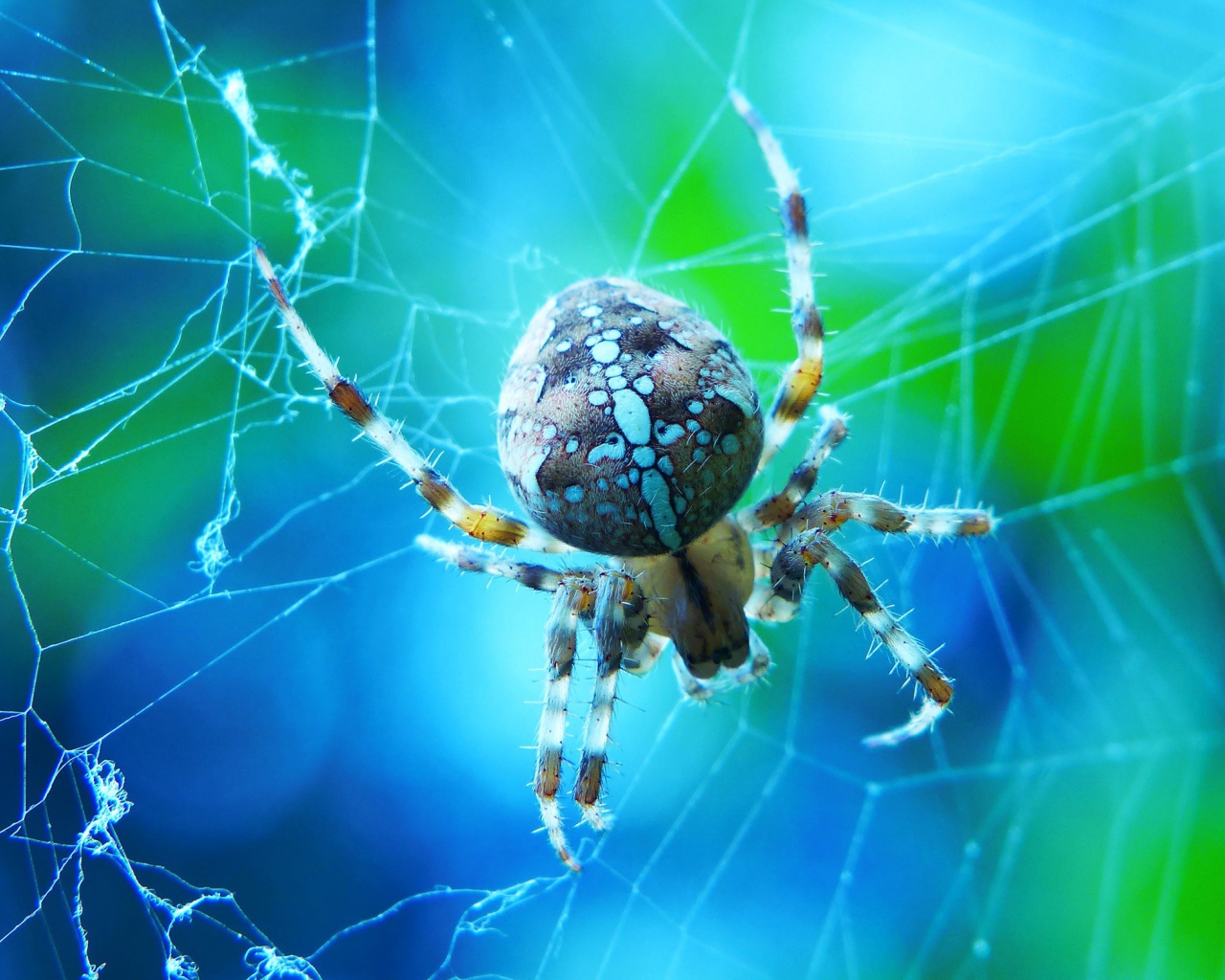 Большой паук на паутине крупным планом