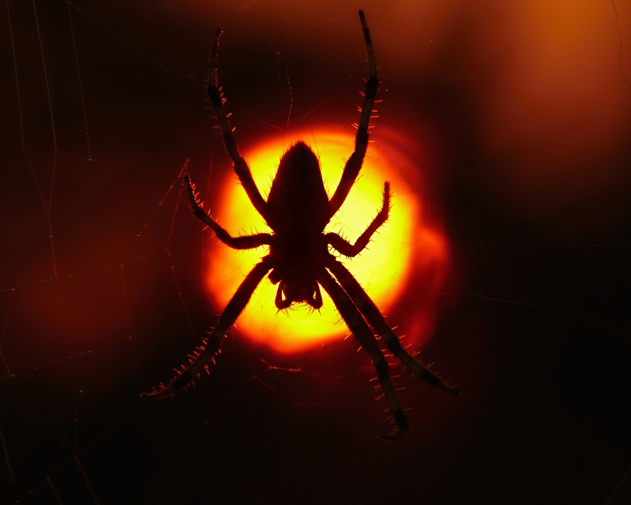 Большой паук на паутине на закате солнца 