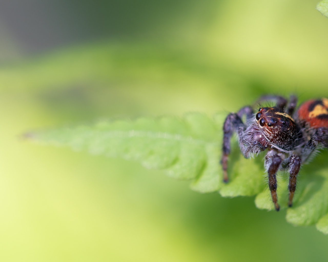 Большой паук сидит на зеленом листе