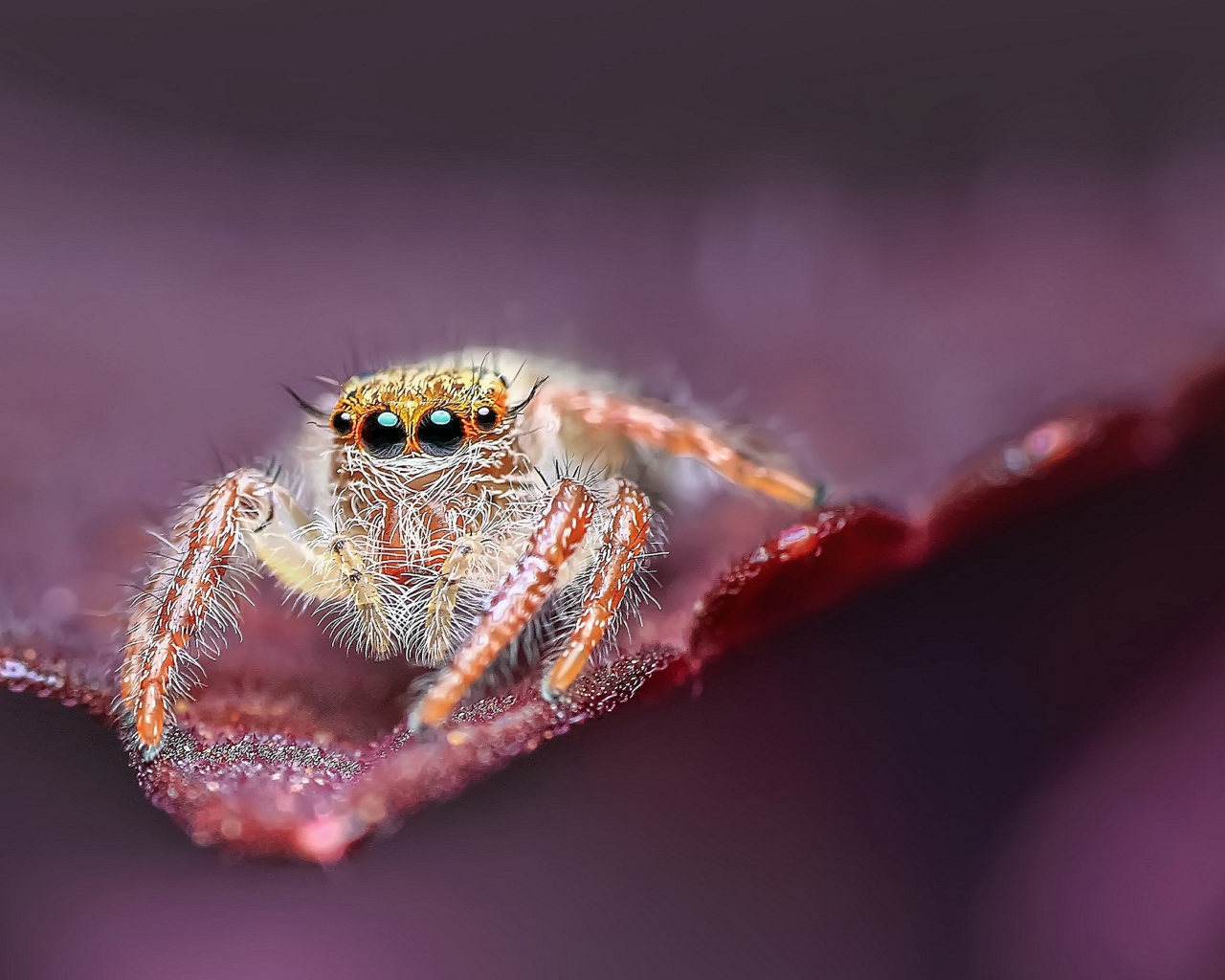 Большой паук с черными глазами охотится на листе
