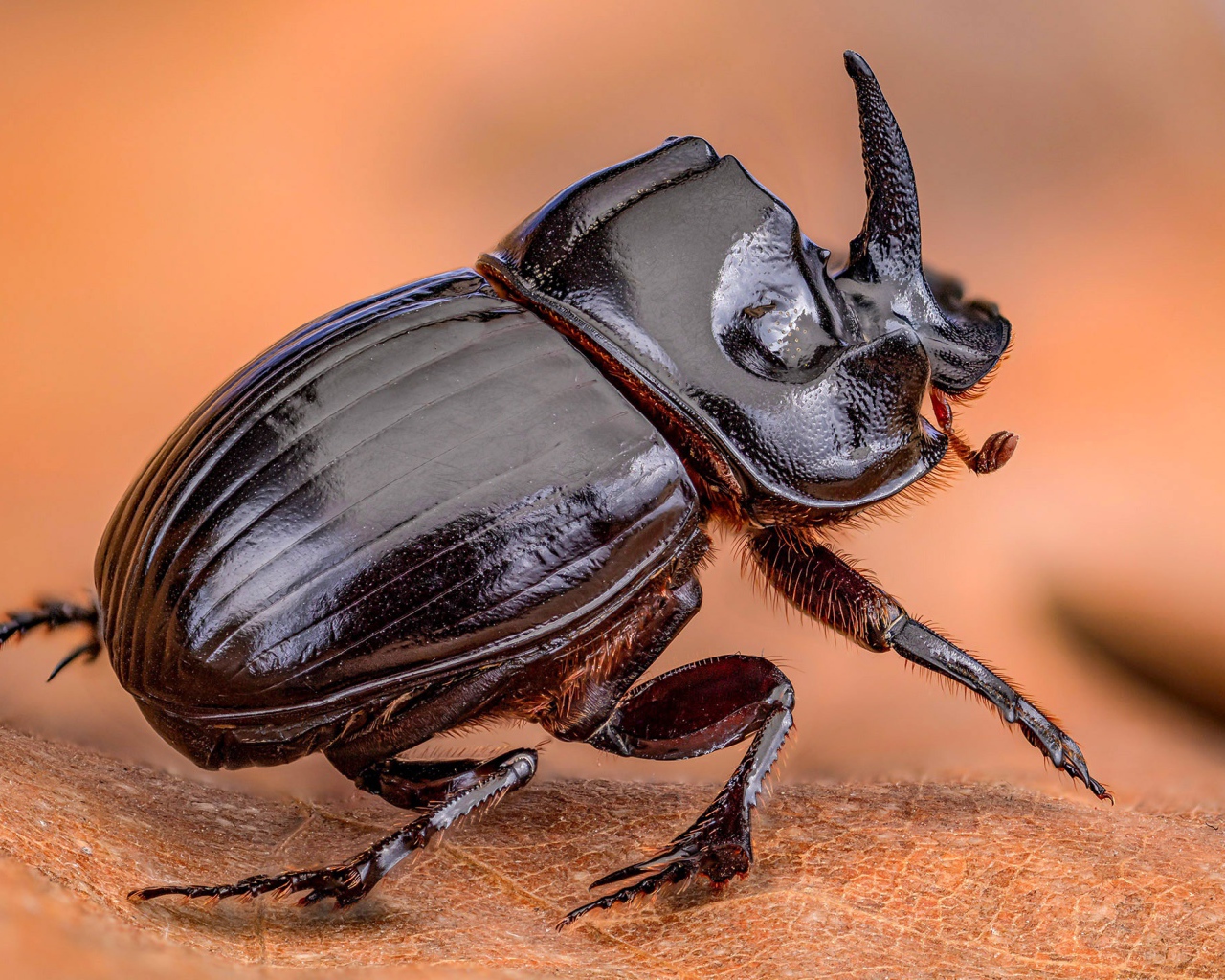 Черный жук дупляк сидит на листе
