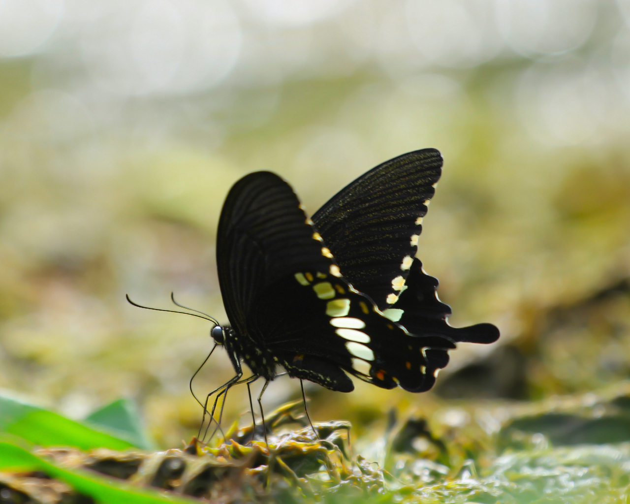 Черная бабочка сидит на траве 