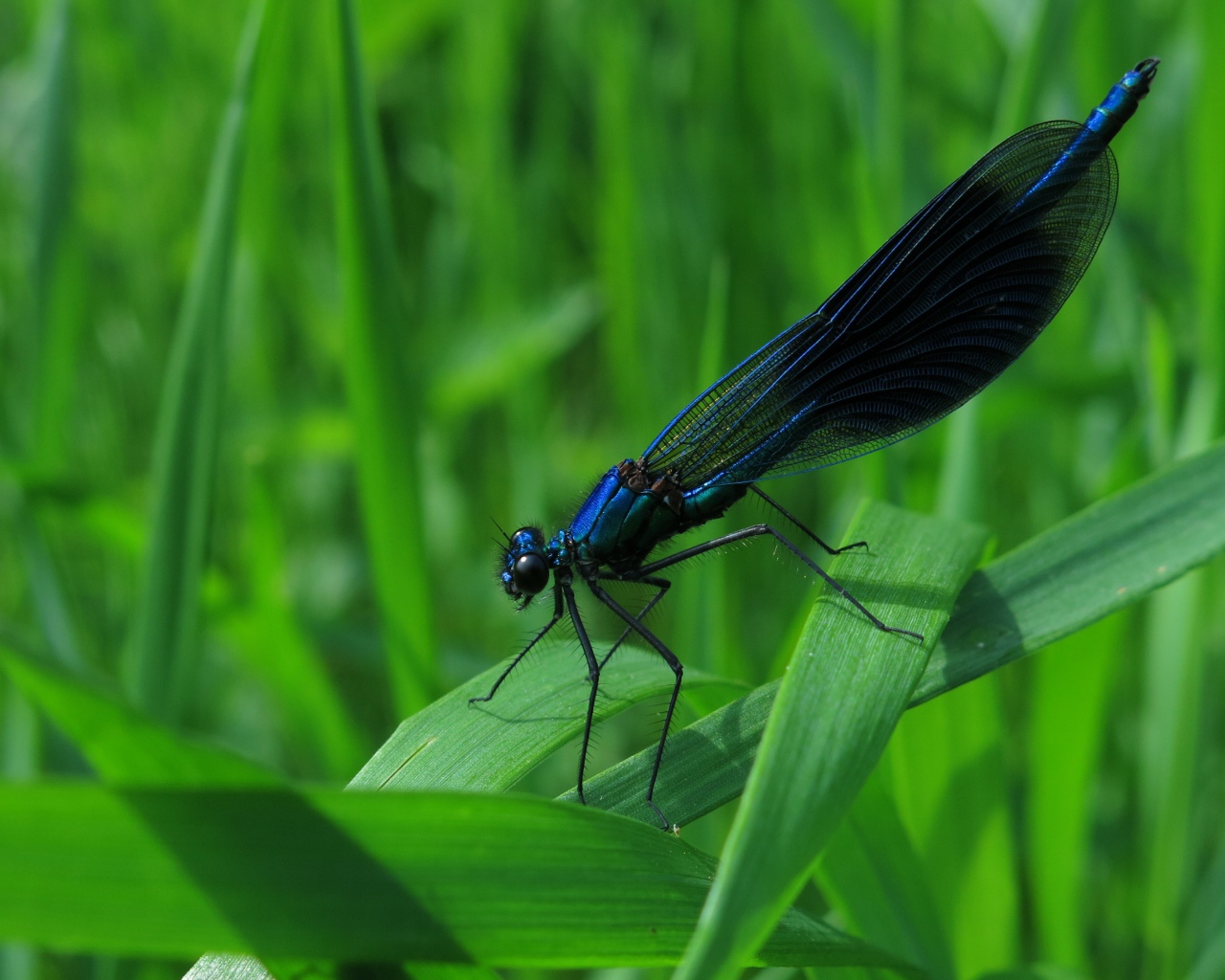 Черная стрекоза сидит на зеленой траве