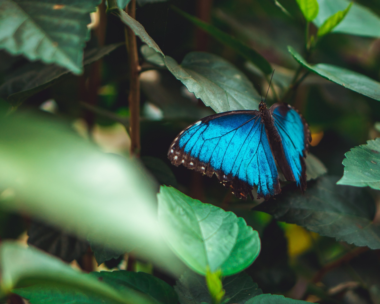 Голубая бабочка сидит на зеленом листе 