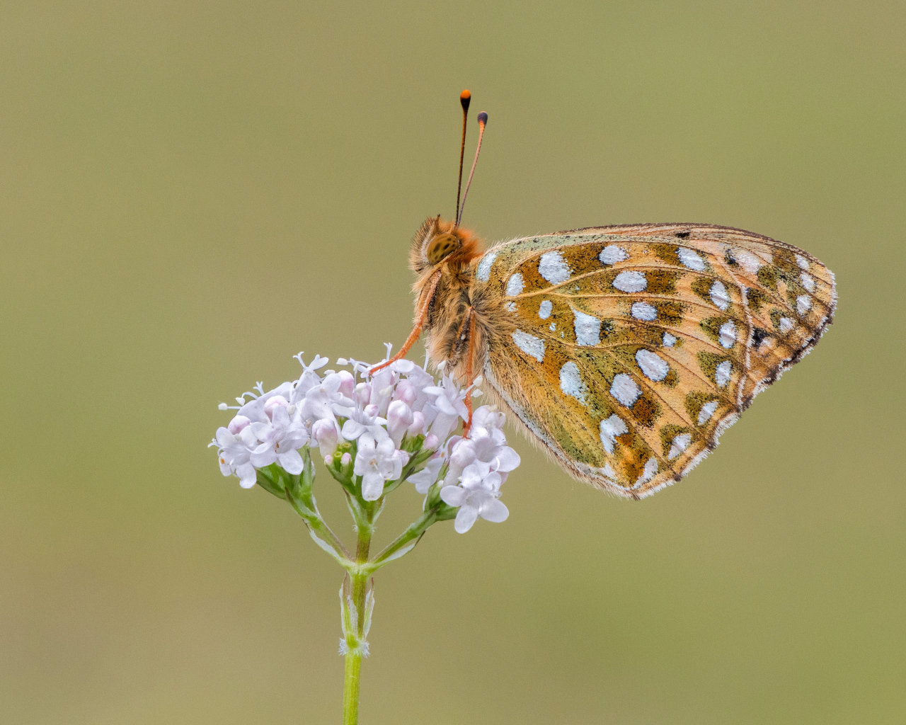 Коричневая бабочка сидит на цветке на коричневом фоне 