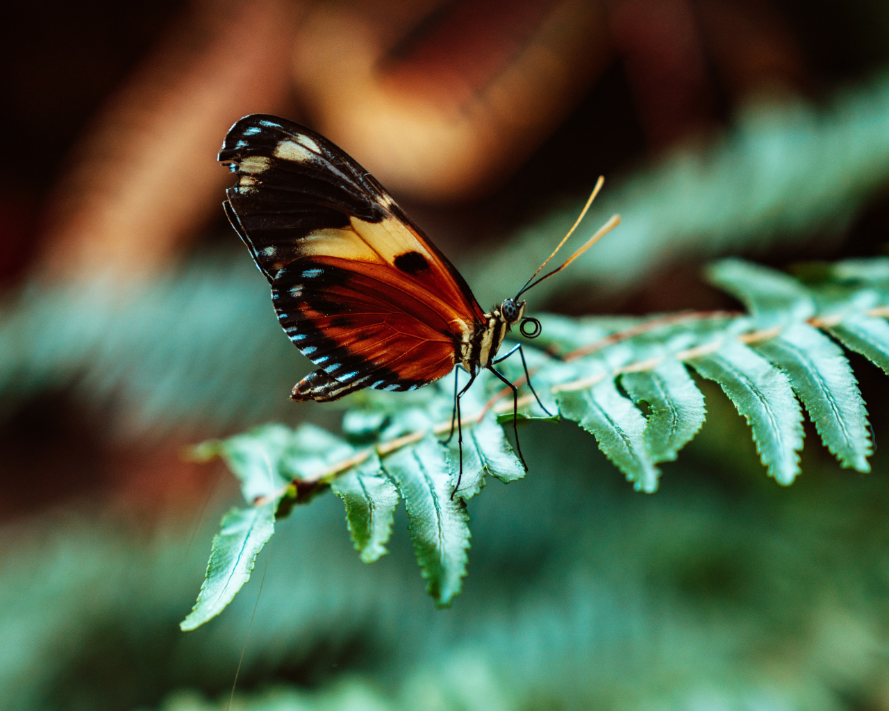 Бабочка сидит на зеленом листе папоротника 