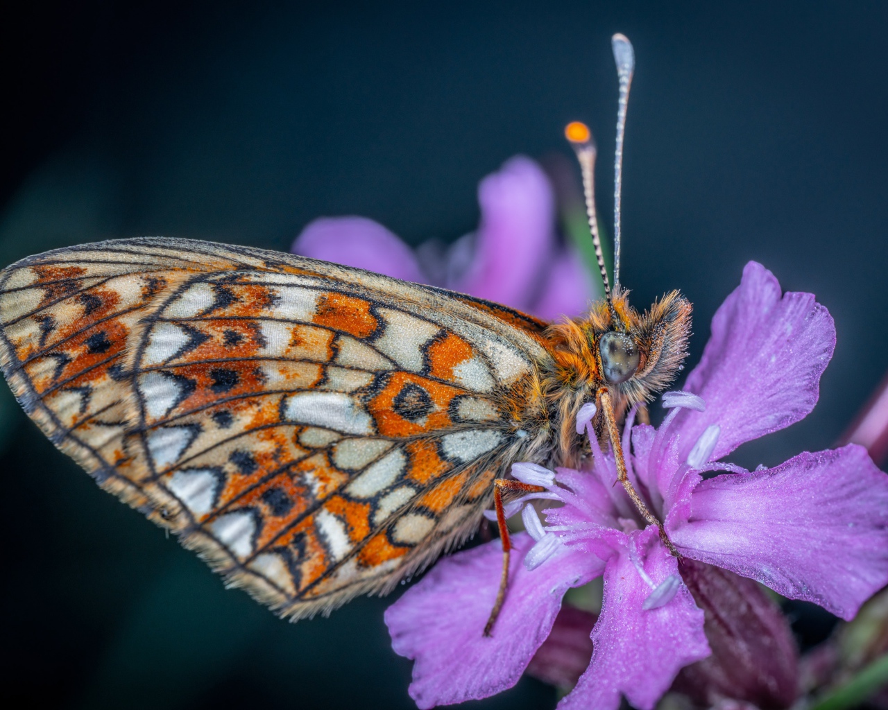 Бабочка сидит на розовом цветке флоксы