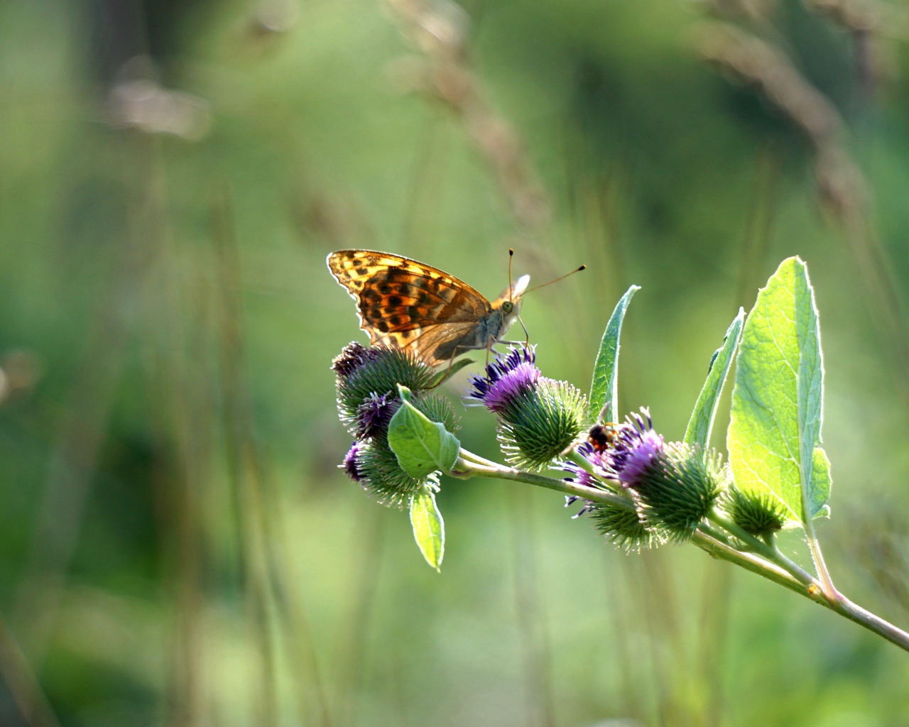 Бабочка сидит на ветке репейника