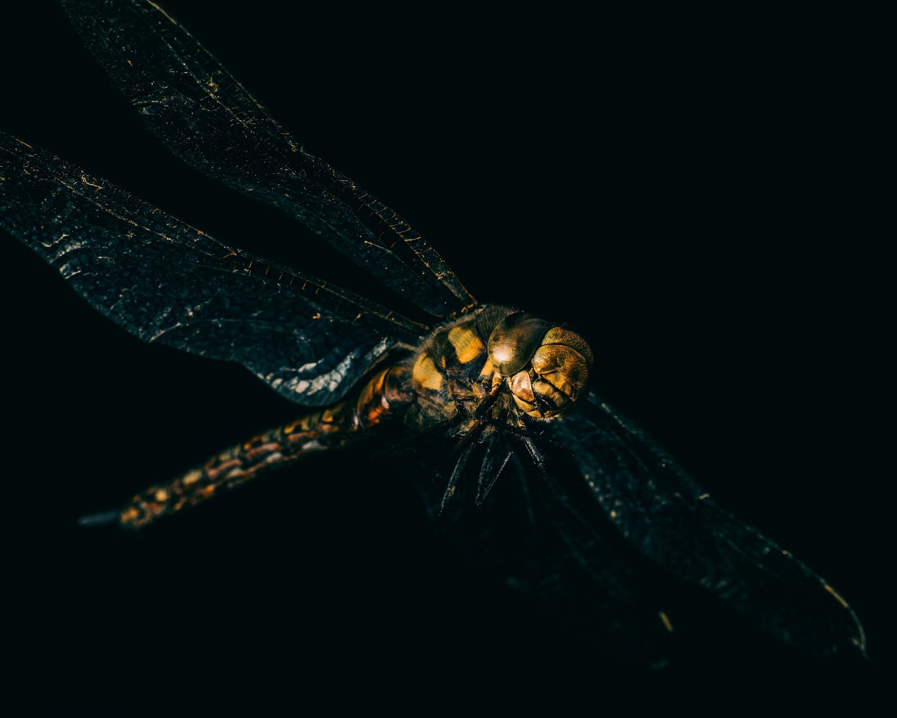 Стрекоза на черном фоне крупным планом