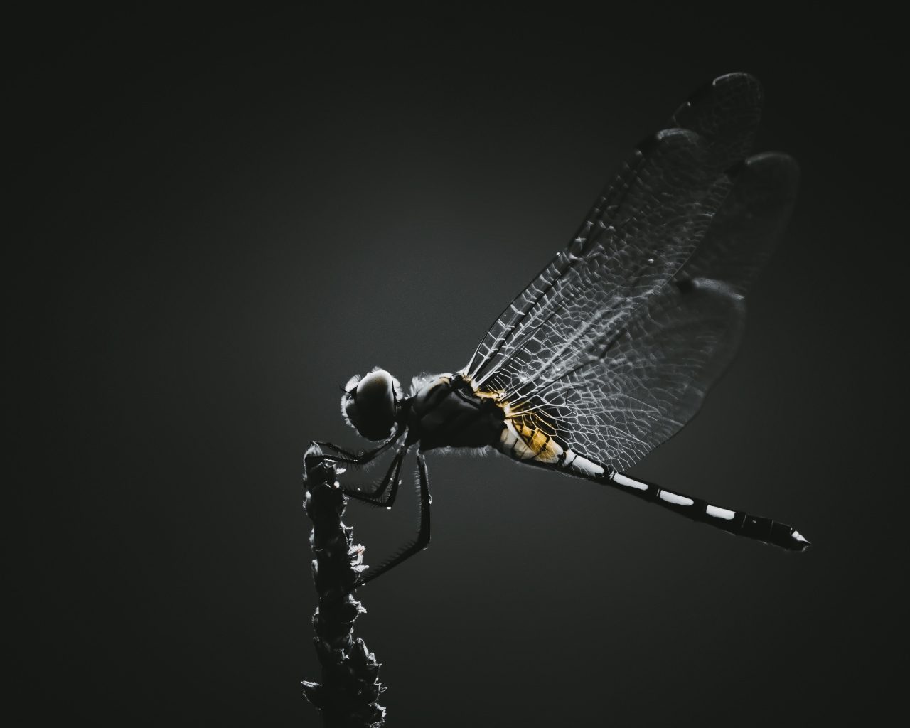 Стрекоза сидит на ветке на черном фоне 