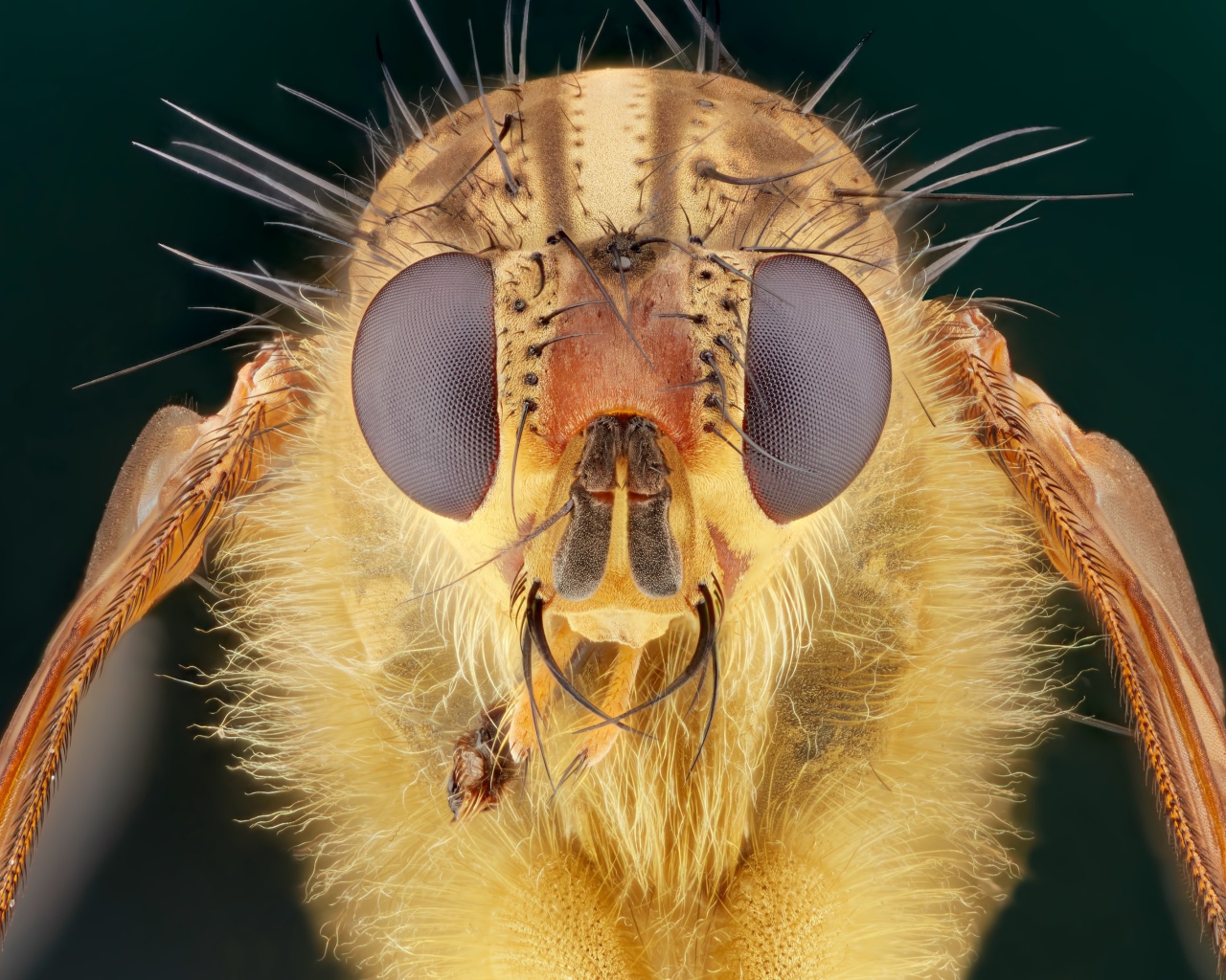 Голова мухи макросъемка 