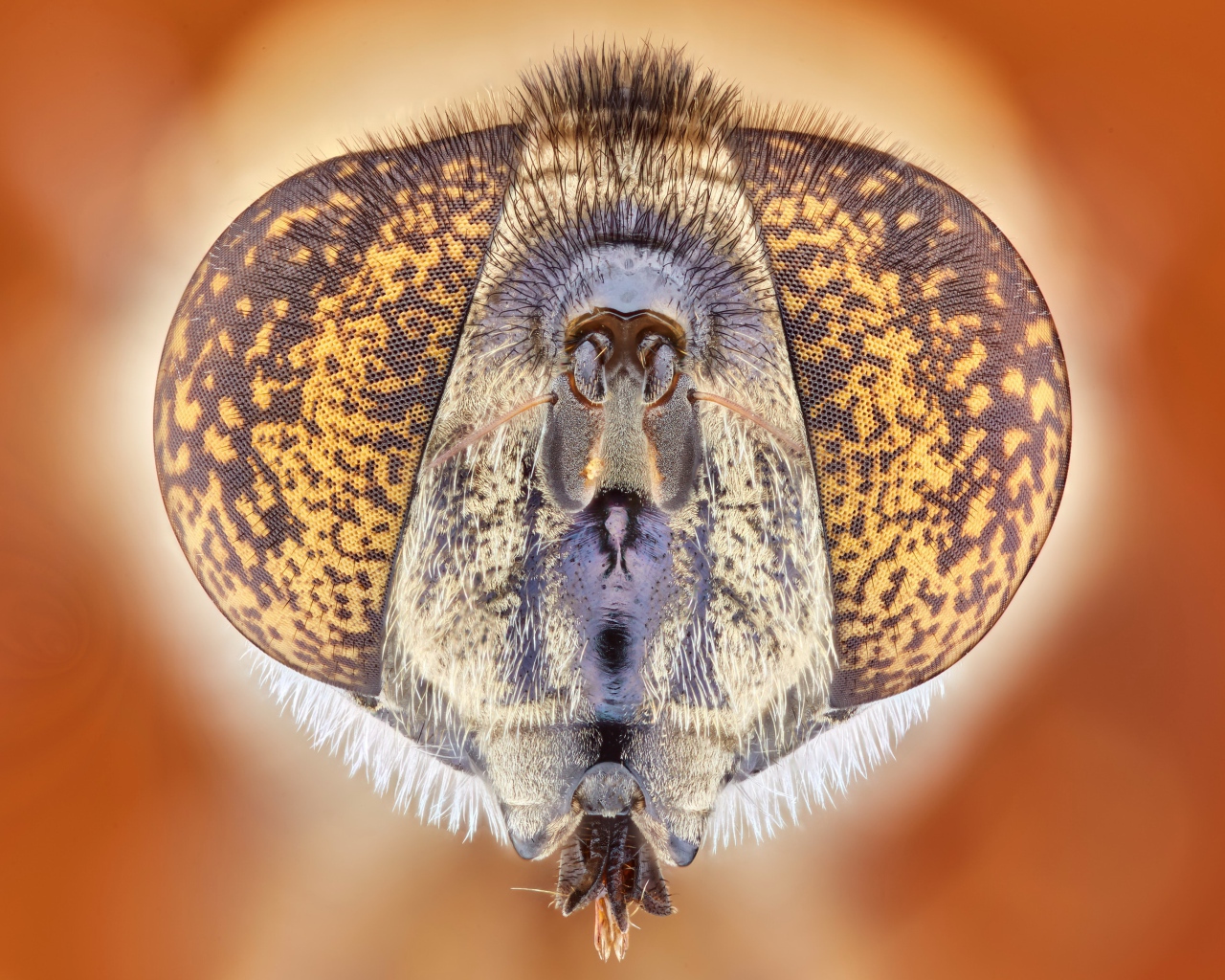 Муха под микроскопом 