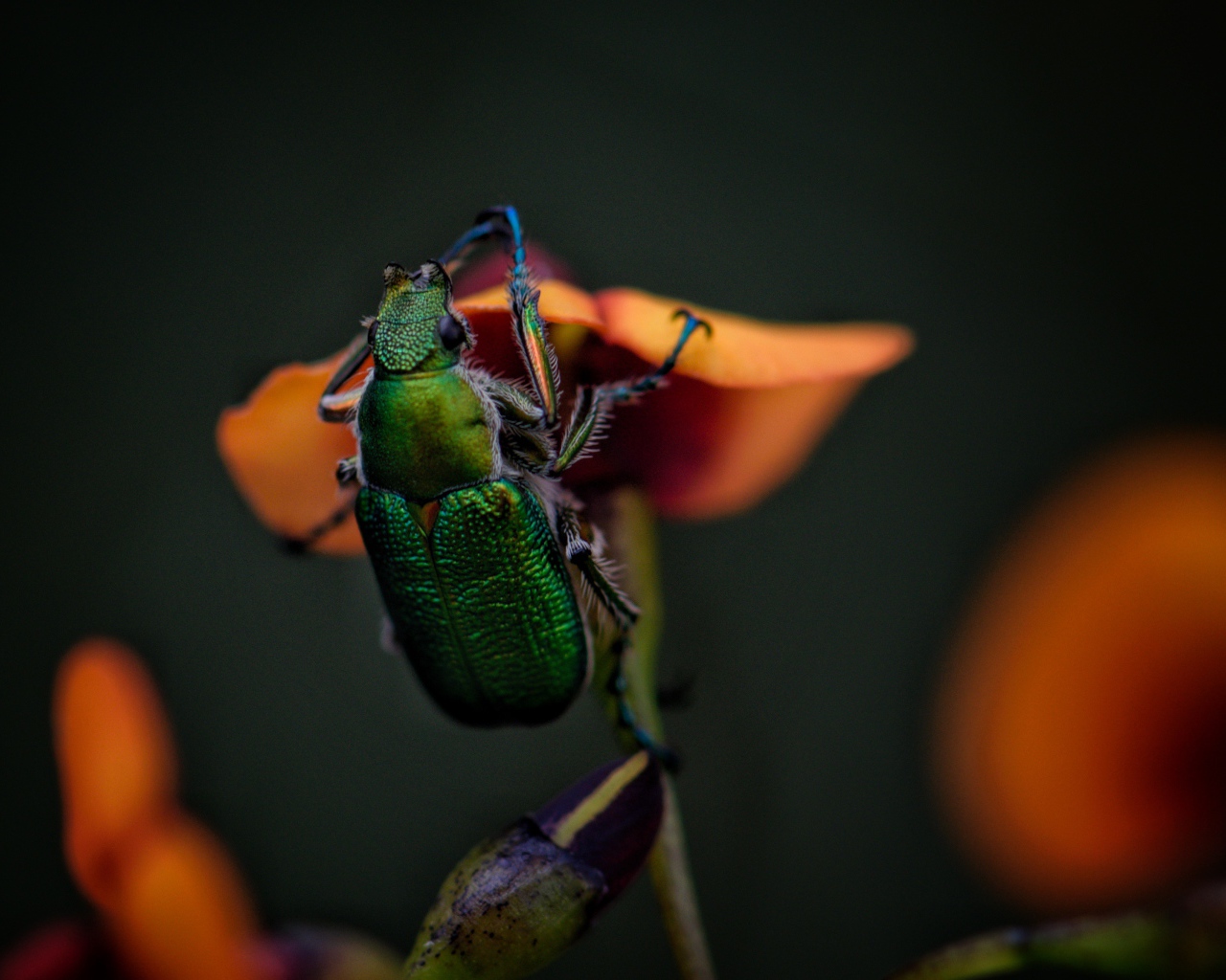 Зеленый жук сидит на цветке