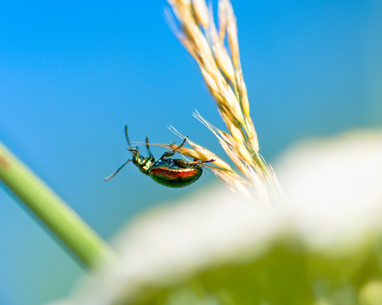 Зеленый жук бронзовка на траве 