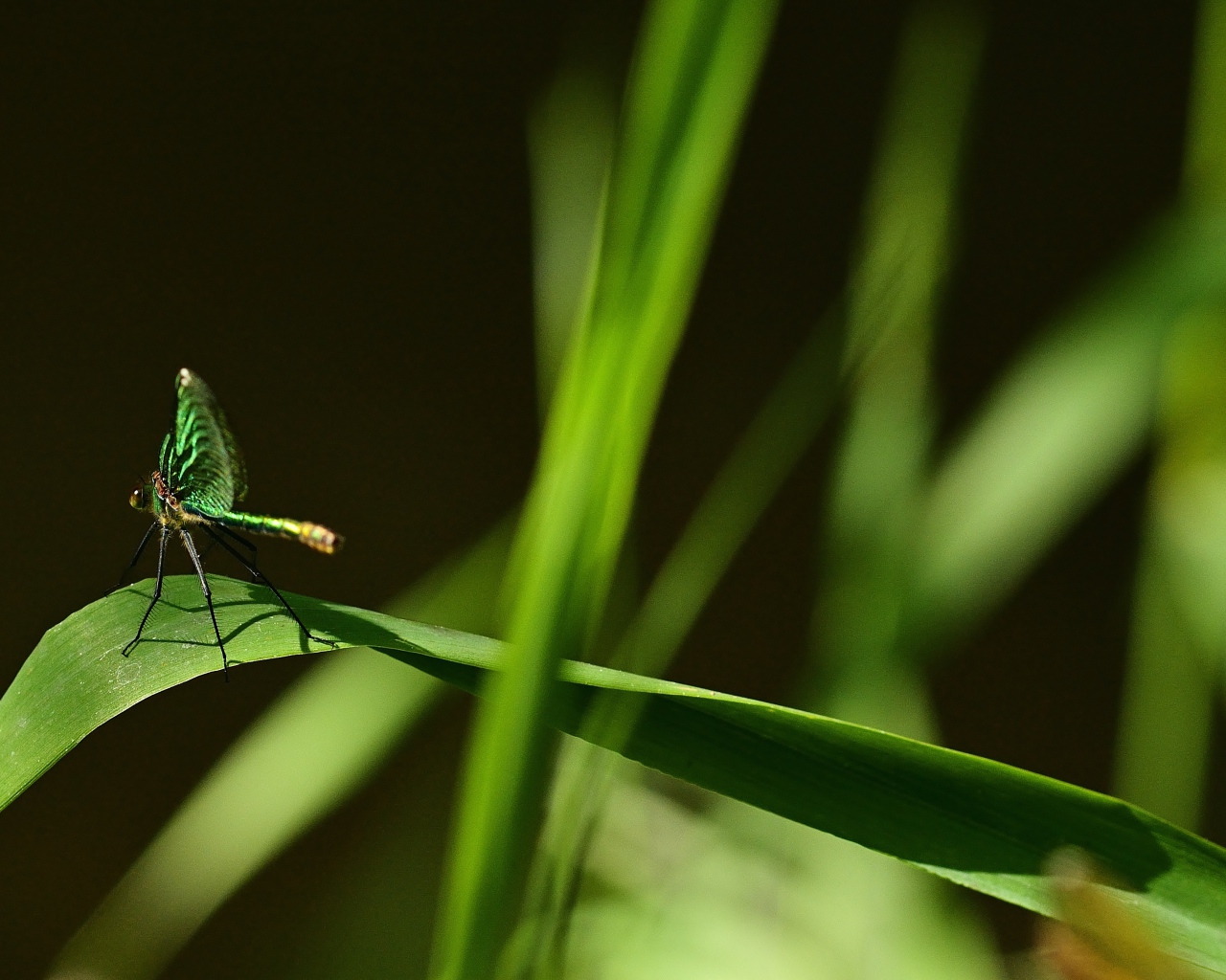 Зеленая стрекоза сидит на траве на черном фоне