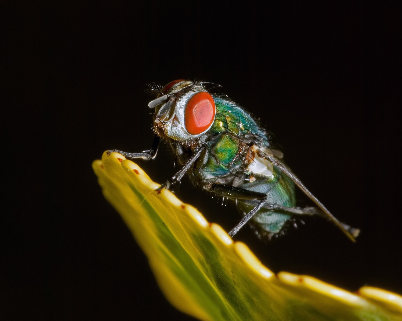 Зеленая муха на черном фоне крупным планом