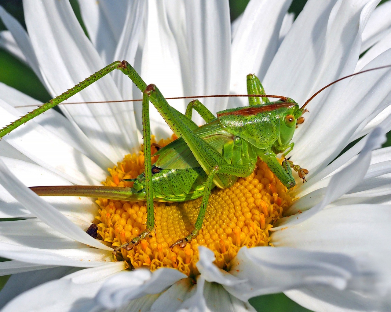 Зеленый кузнечик сидит на белом цветке 