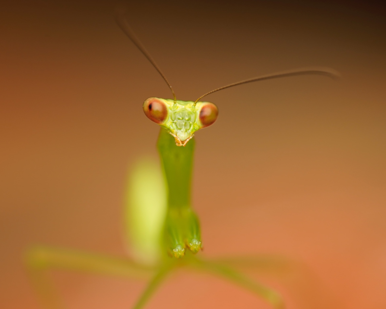 Зеленый богомол на коричневом фоне крупным планом