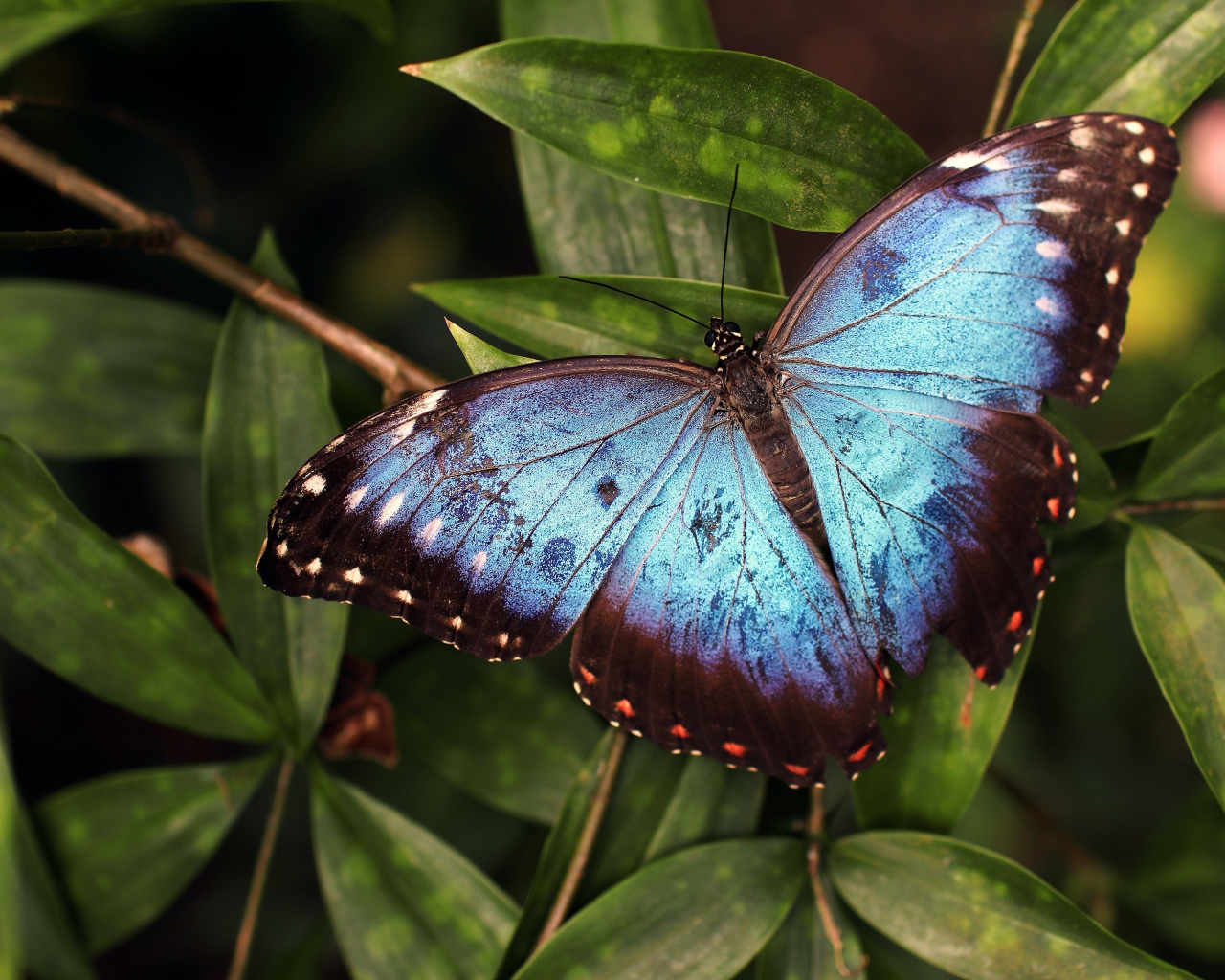 Большая голубая бабочка сидит на зеленом листе 