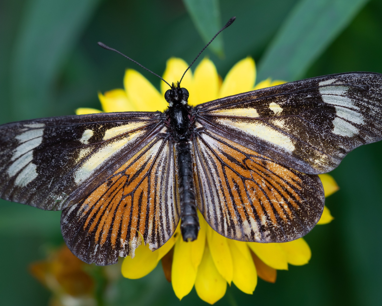 Большая коричневая бабочка на желтом цветке крупным планом