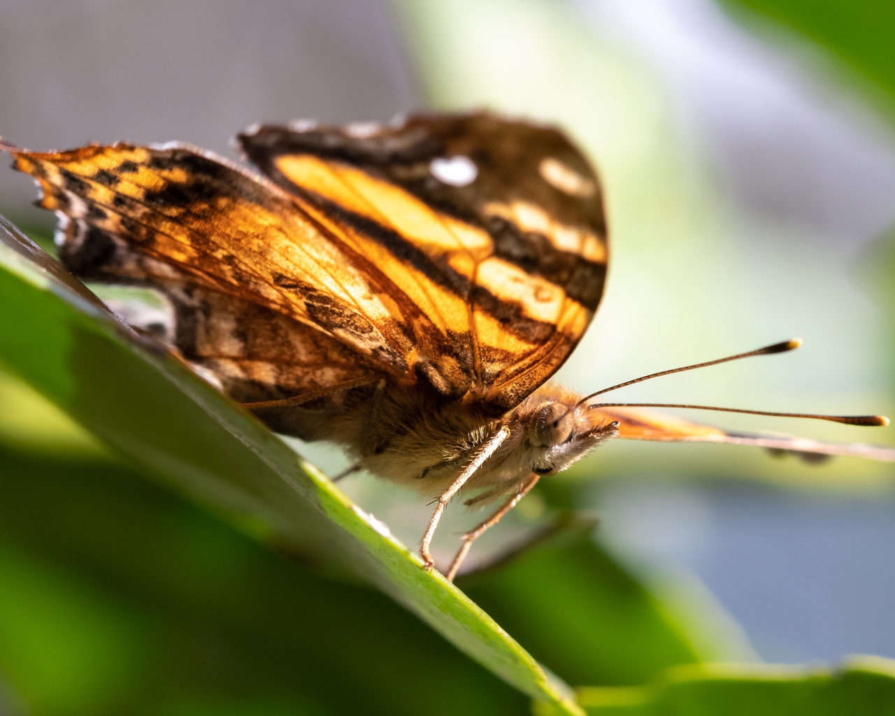Большая коричневая бабочка сидит на зеленом листе