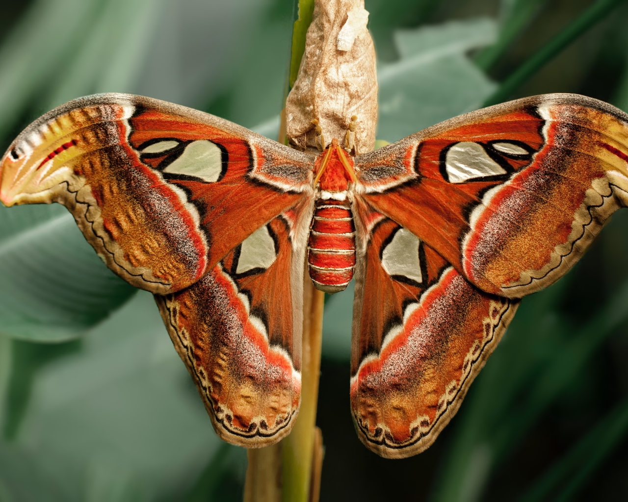 Большая бабочка с коконом на ветке 