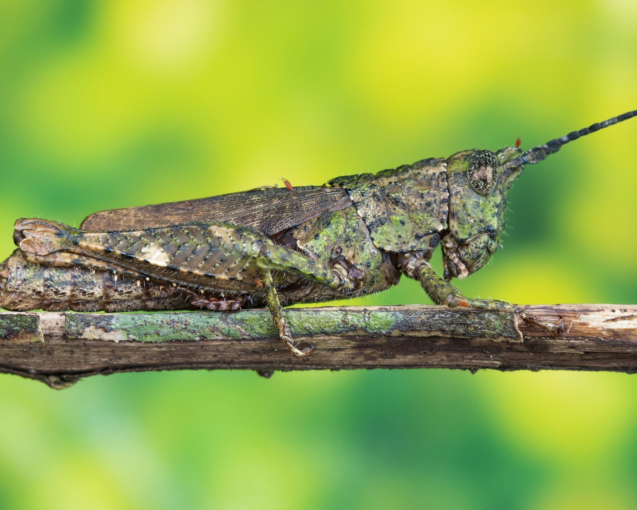 Большая саранча сидит на ветке 