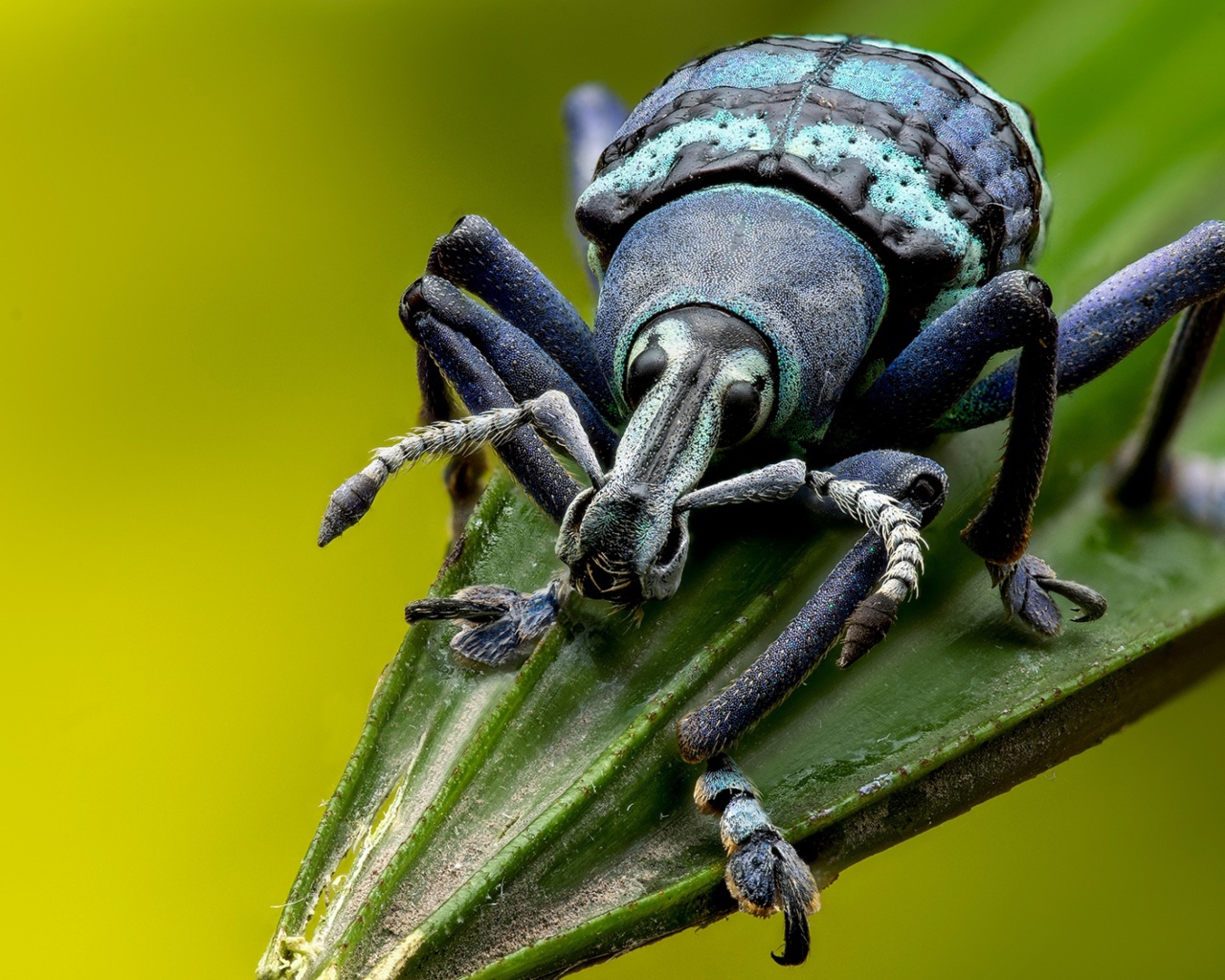 Большой жук долгоносик на зеленом листе 