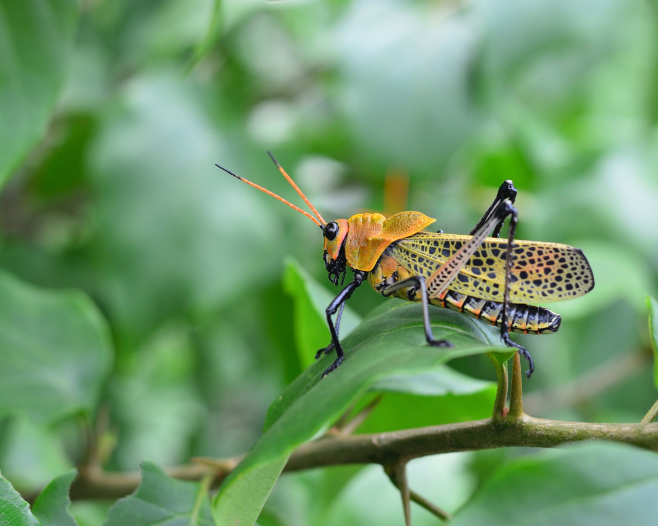 Большой желтый кузнечик сидит на зеленой ветке 