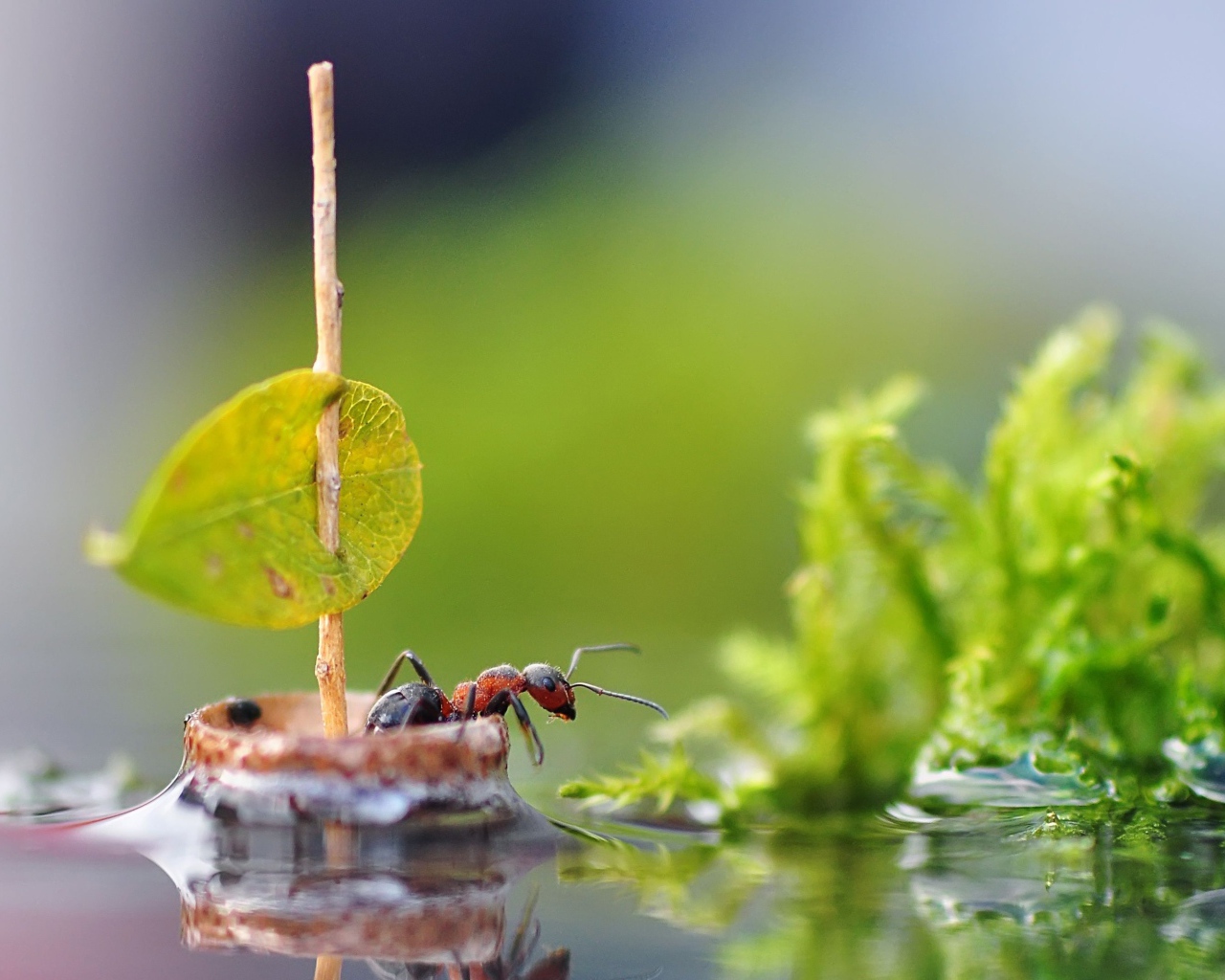 Маленький муравей плывет на плоту по воде