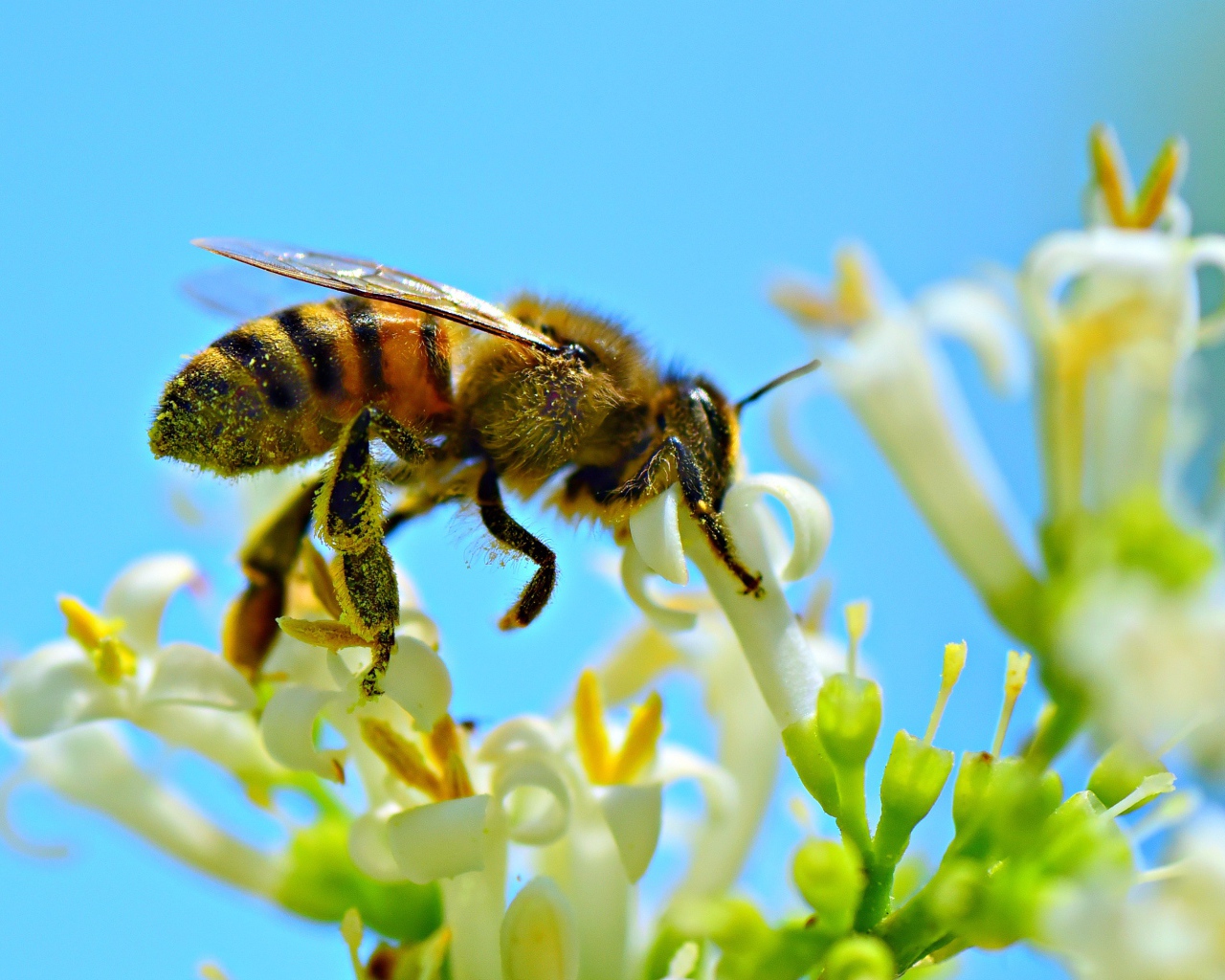 Маленькая пчела собирает нектар с белого цветка