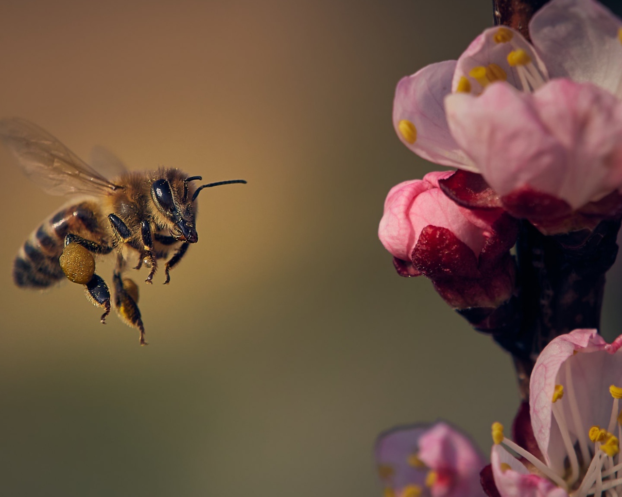 Маленькая пчела летит на розовый цветок 