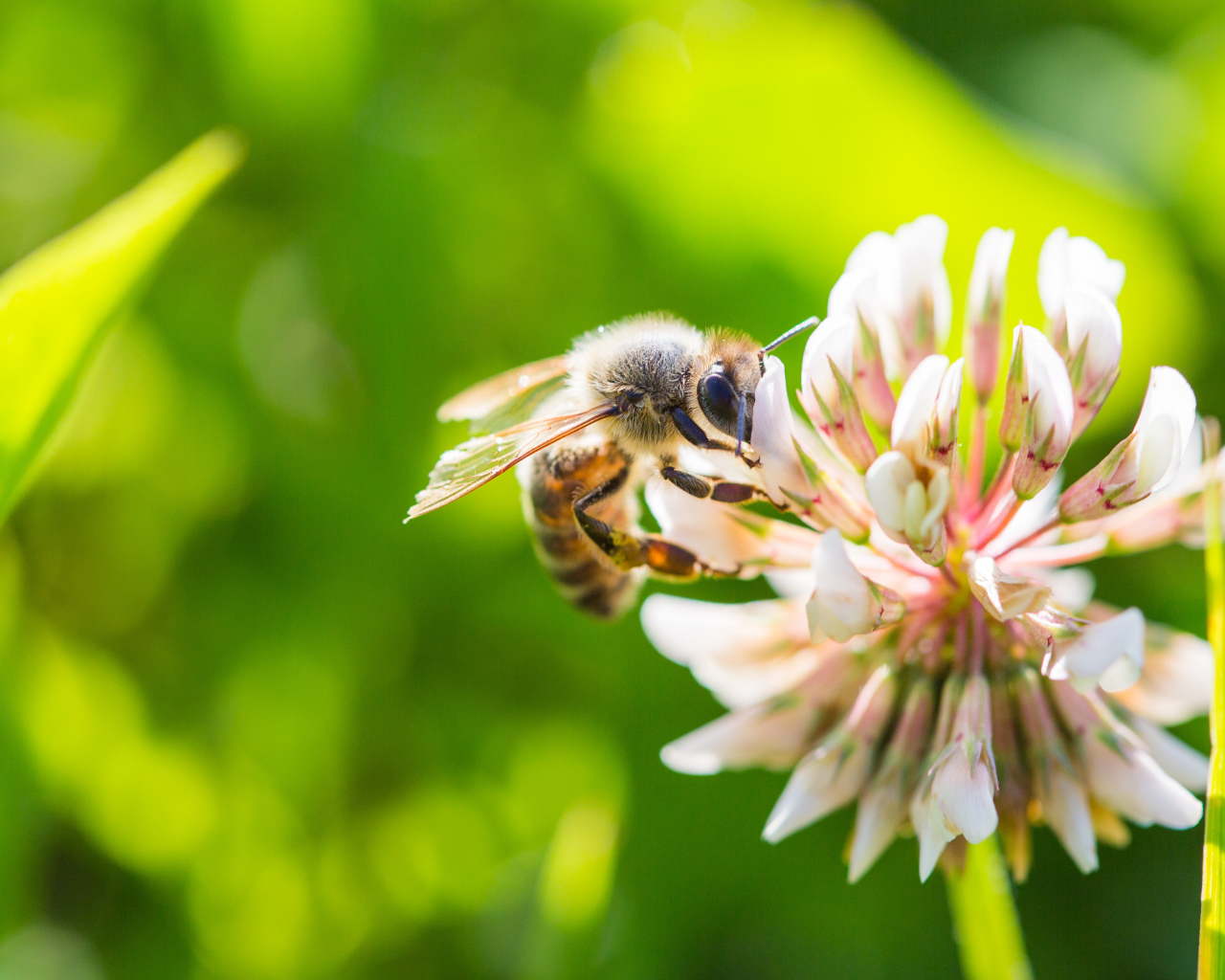 Маленькая пчела сидит на белом цветке клевера 