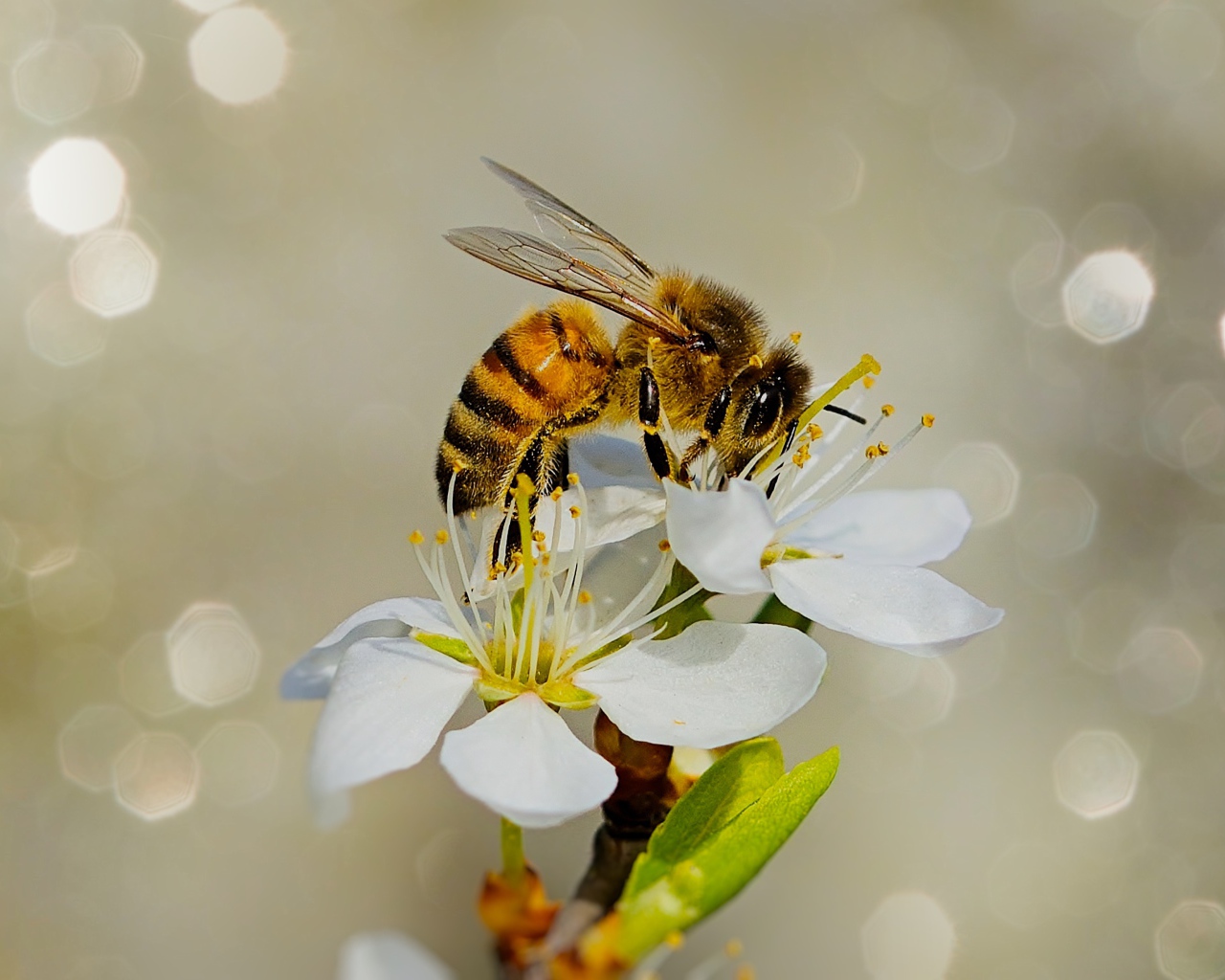 Маленькая пчела сидит на белом цветке вишни 