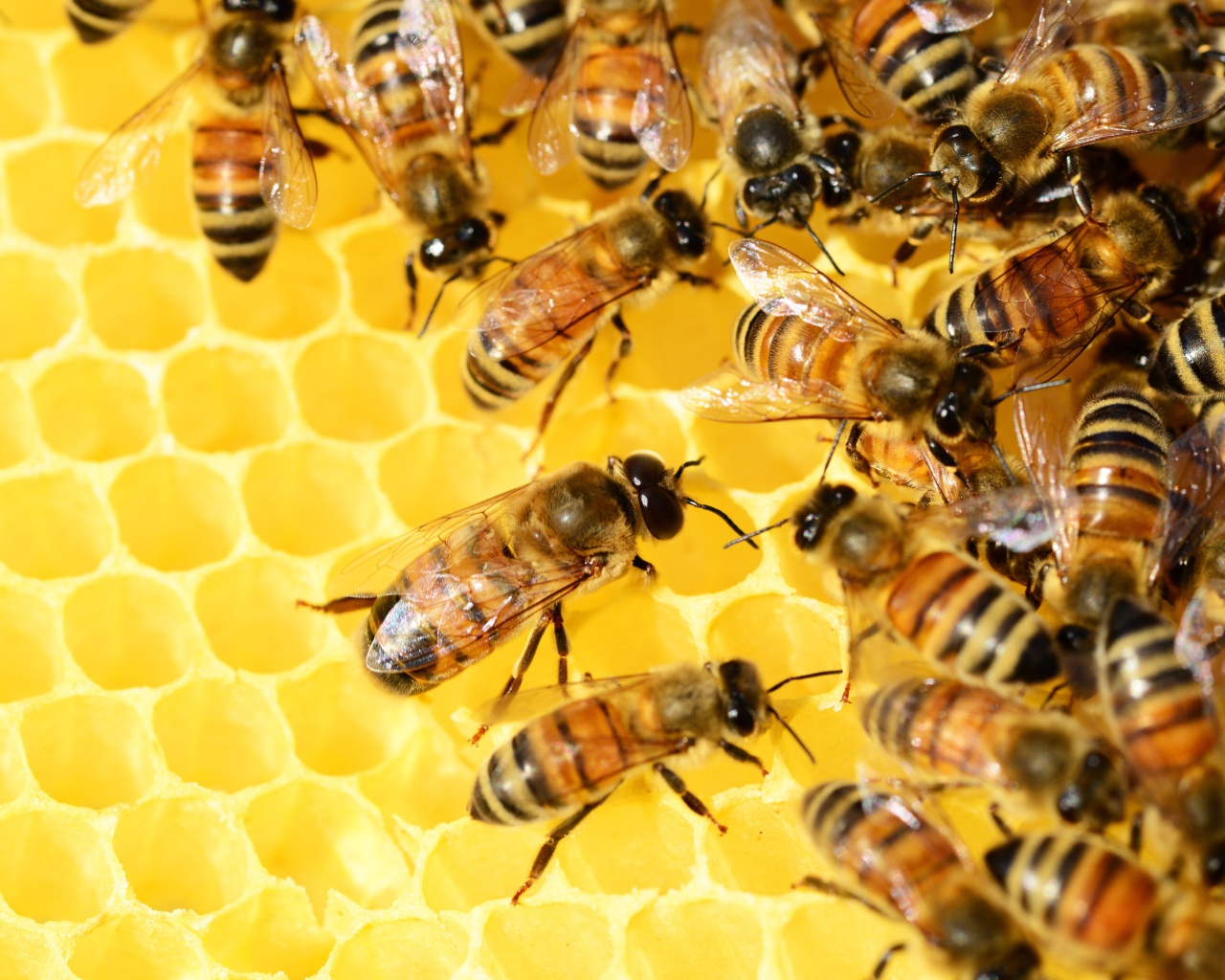 Маленькие пчелы на медовых сотах 