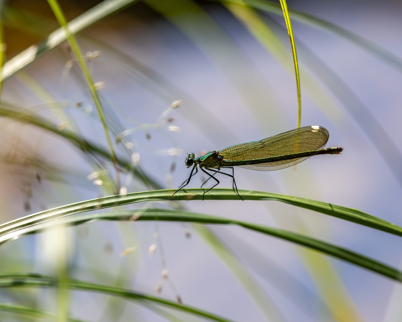 Маленькая зеленая стрекоза сидит на траве