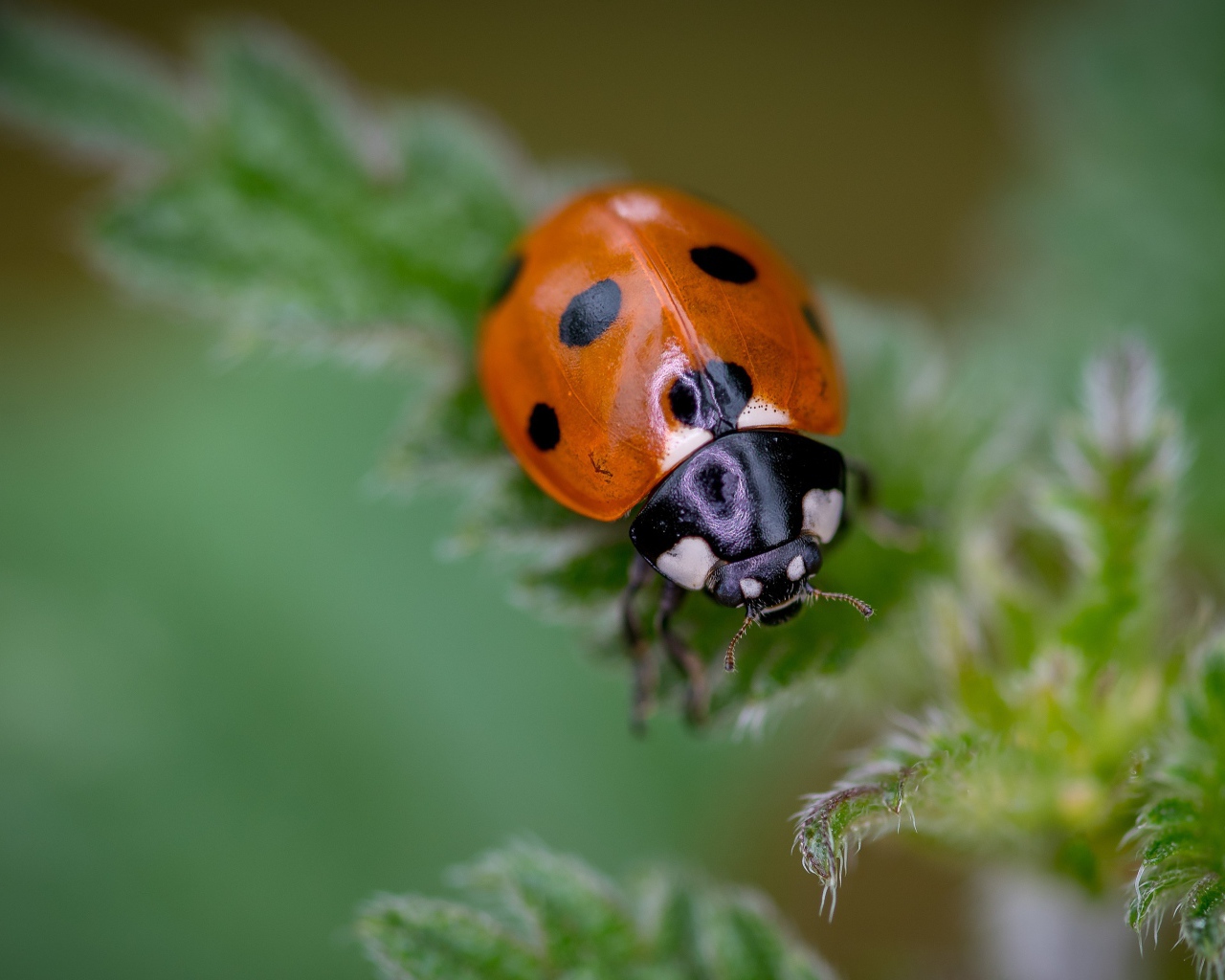 Little ladybug on a green leaf