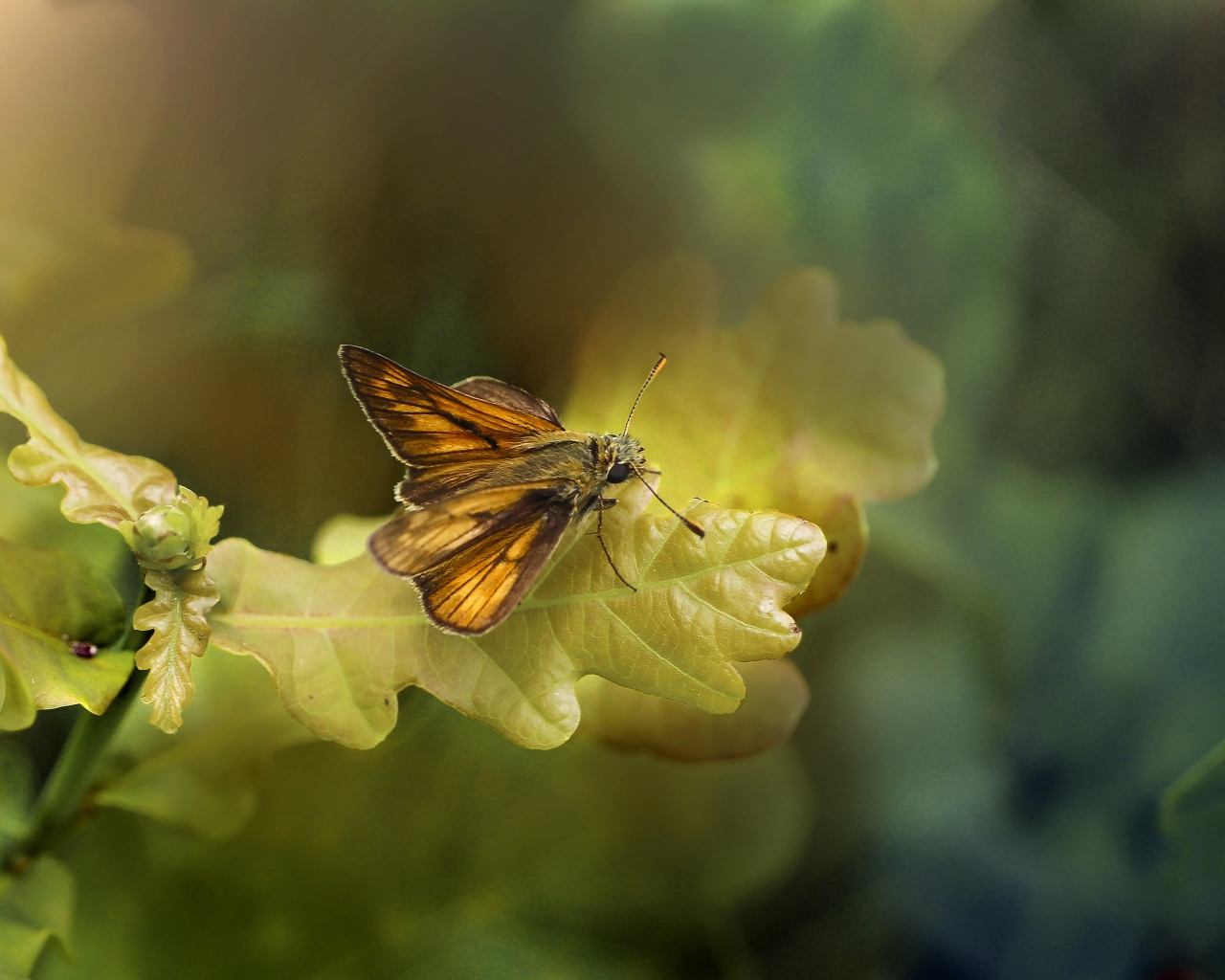 Моль сидит на зеленом листе дуба