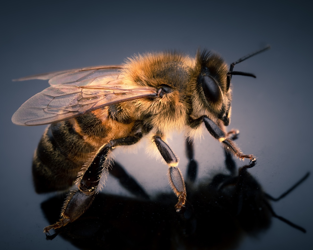 Маленькая пчела на сером фоне крупным планом