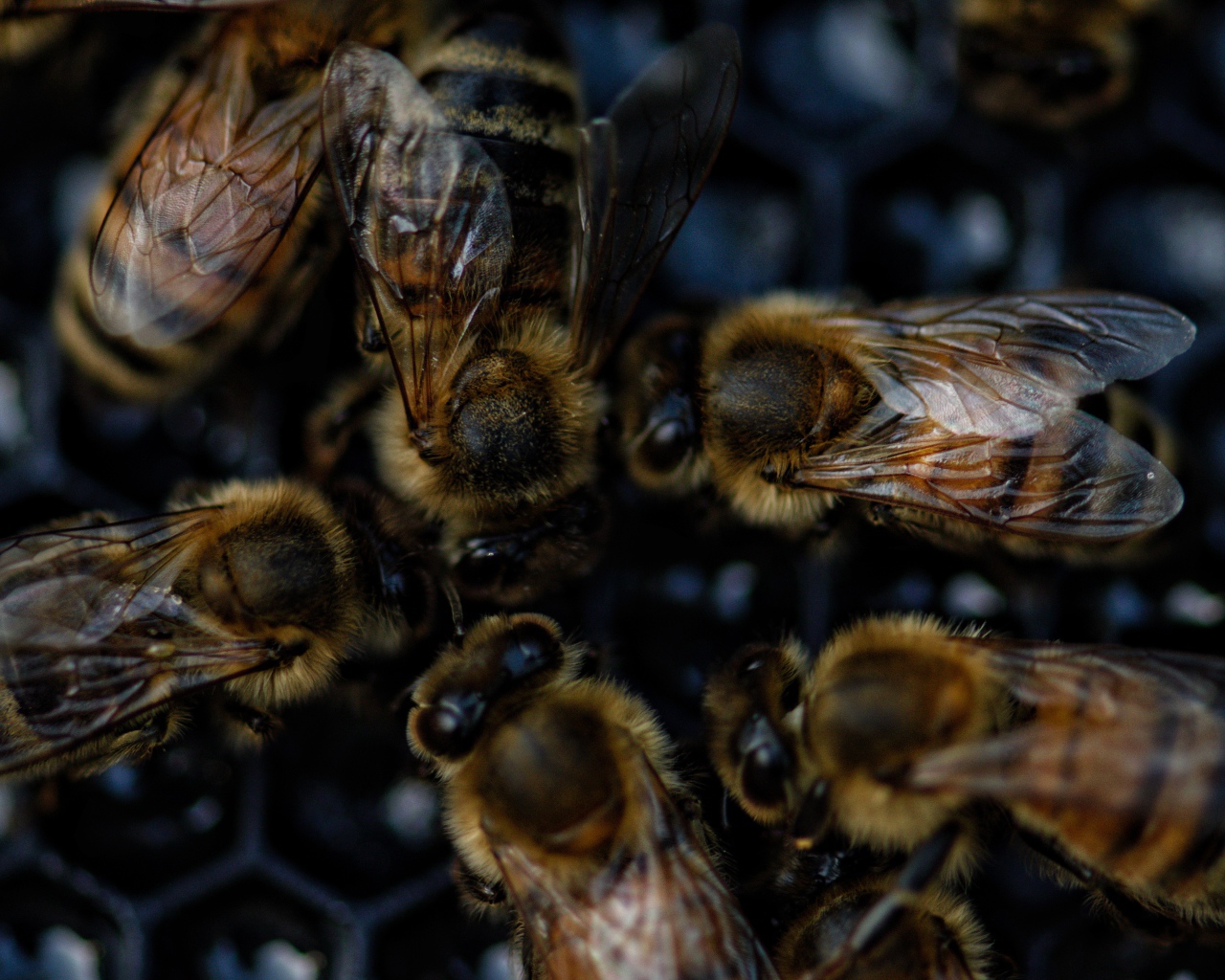 Маленькие пчелы на сотах крупным планом