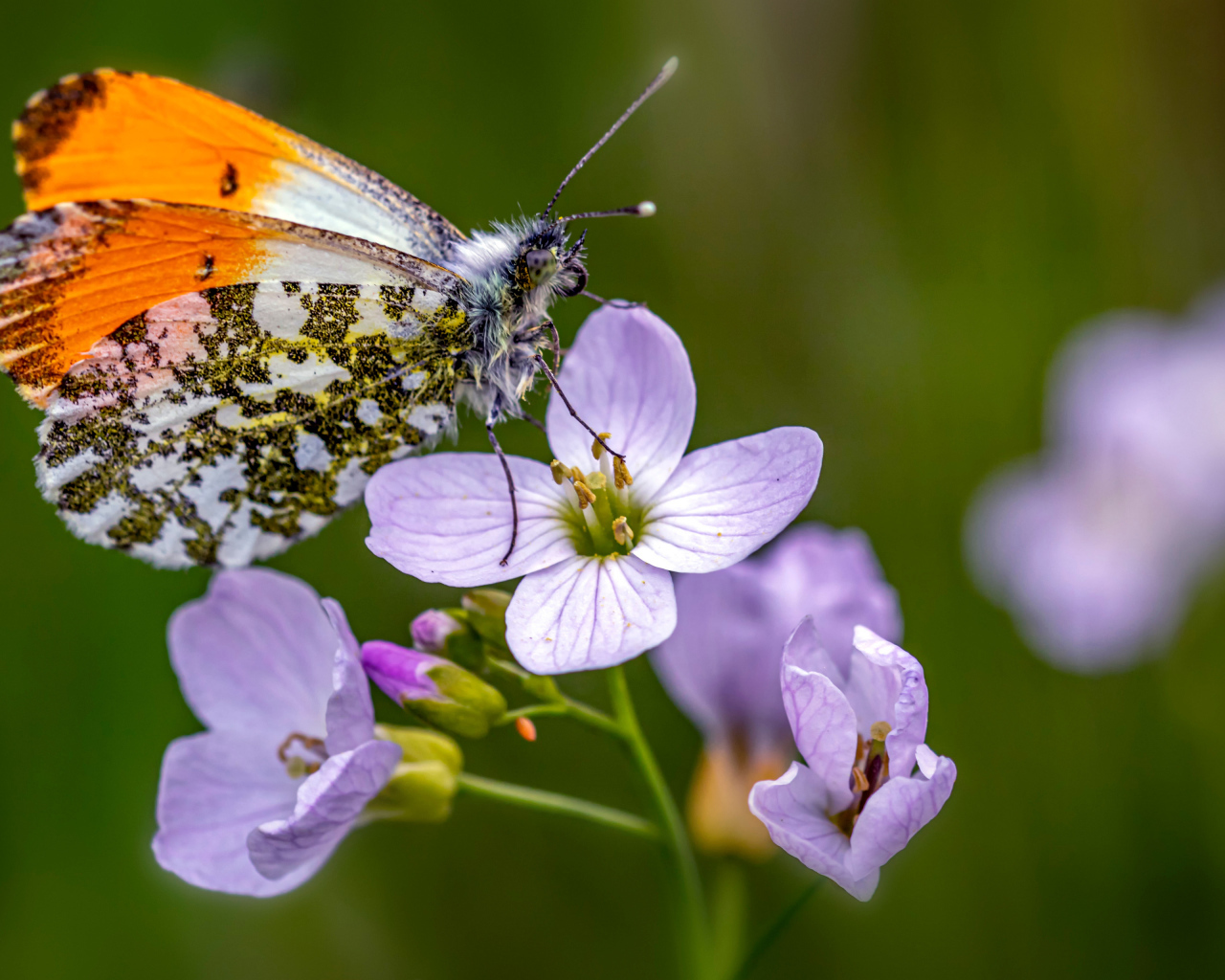Маленькая бабочка сидит на розовом цветке 