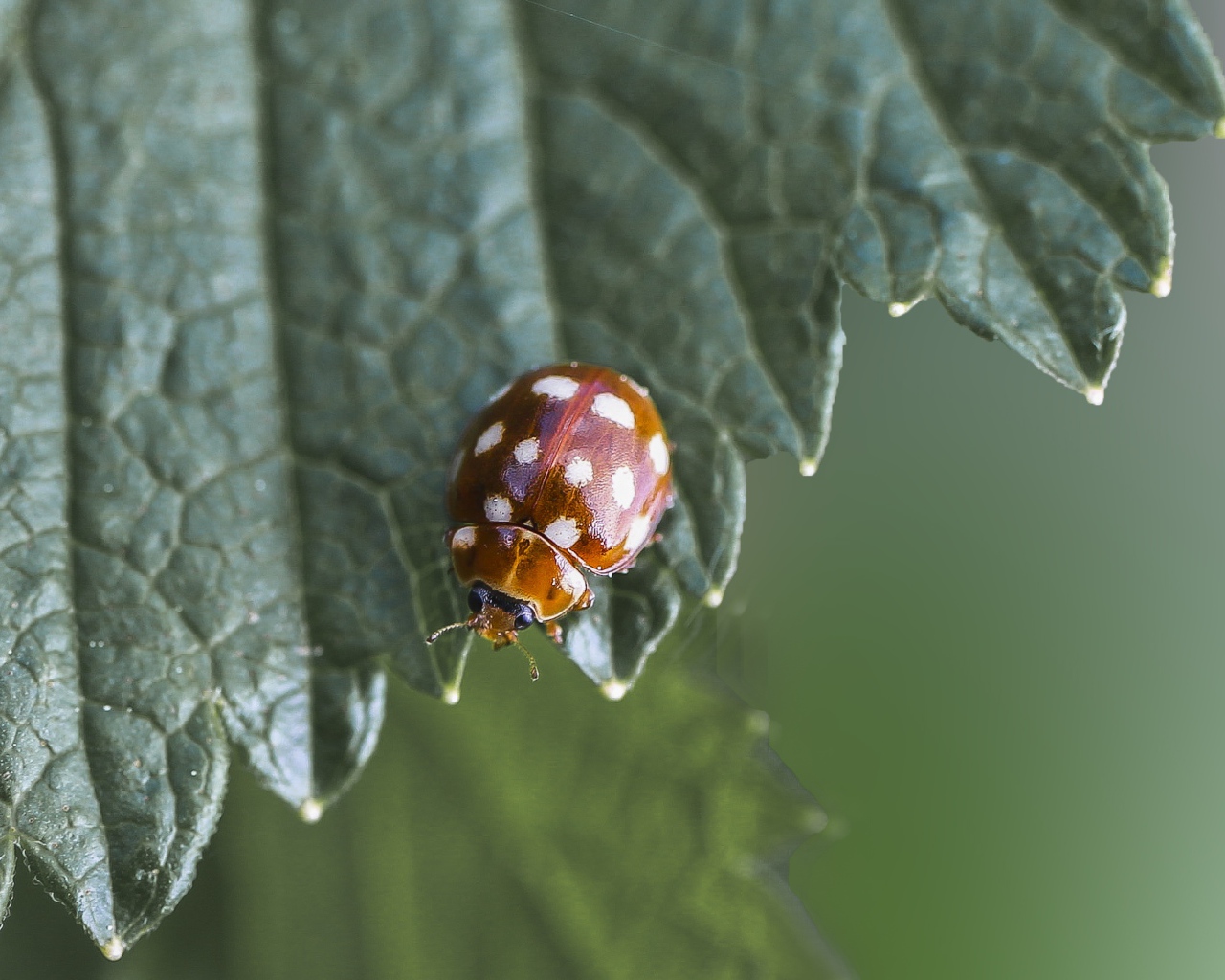 Маленькая божья коровка на зеленом листе  крупным планом