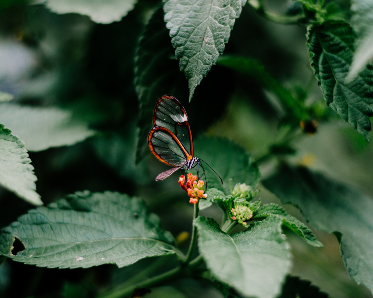 Маленькая прозрачная бабочка сидит на цветке в зеленых листьях 