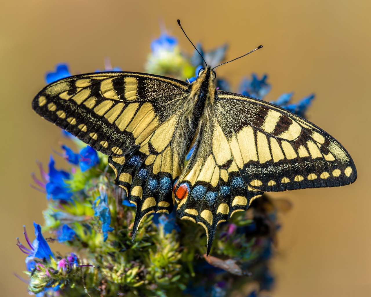 Бабочка махаон сидит на синем цветке 