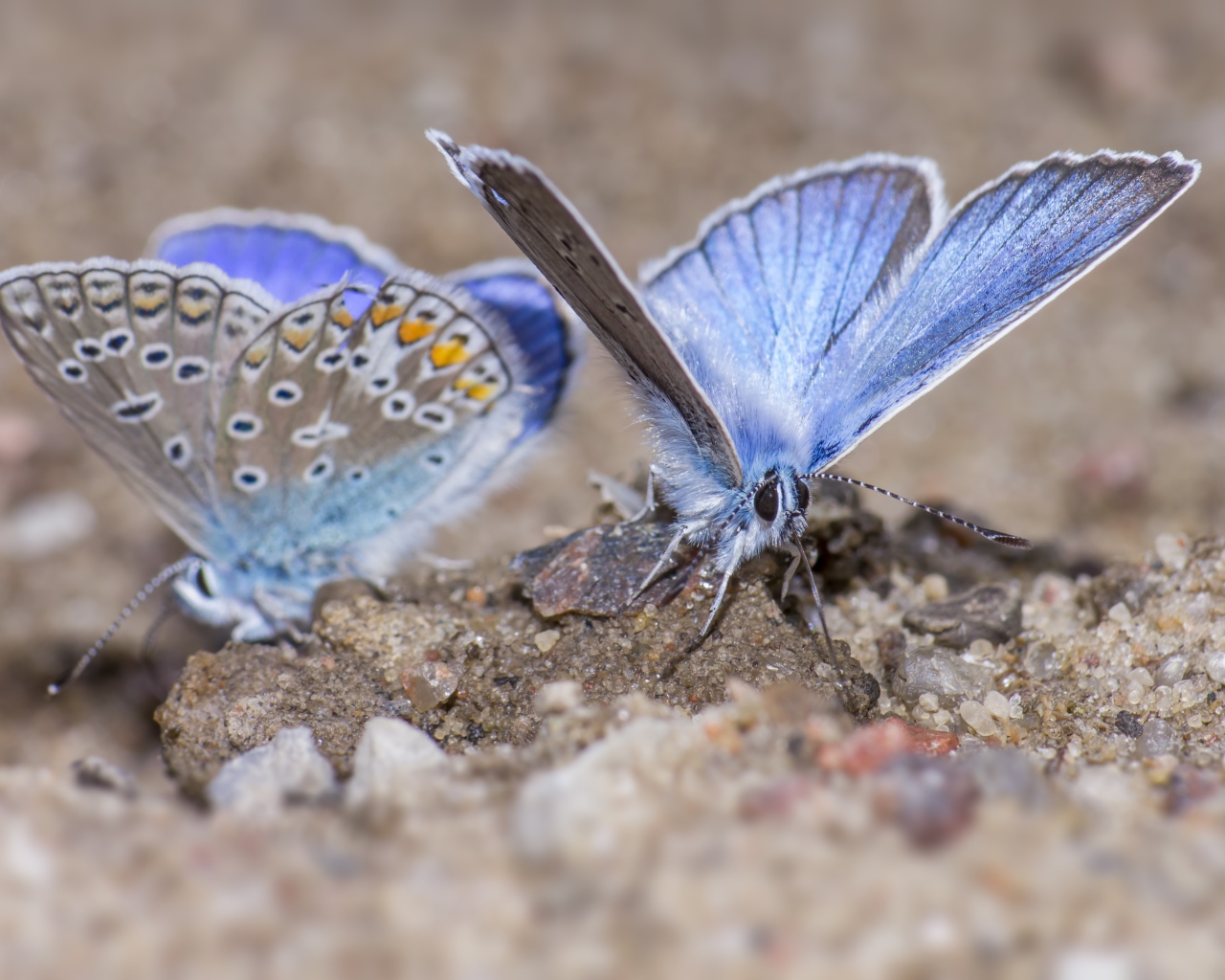 Two blue butterflies are sitting on the sand