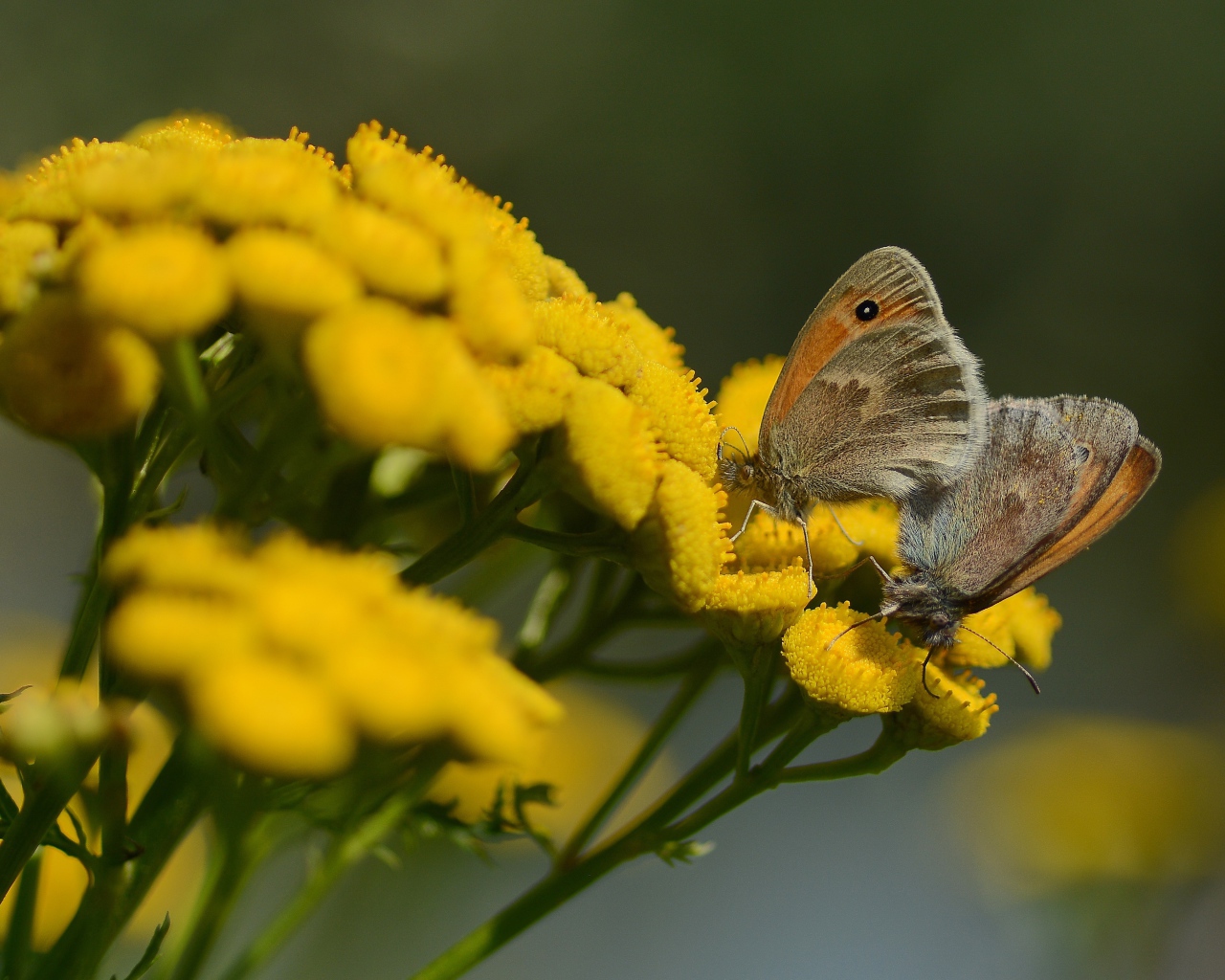 Two butterflies on yellow tansy flowers