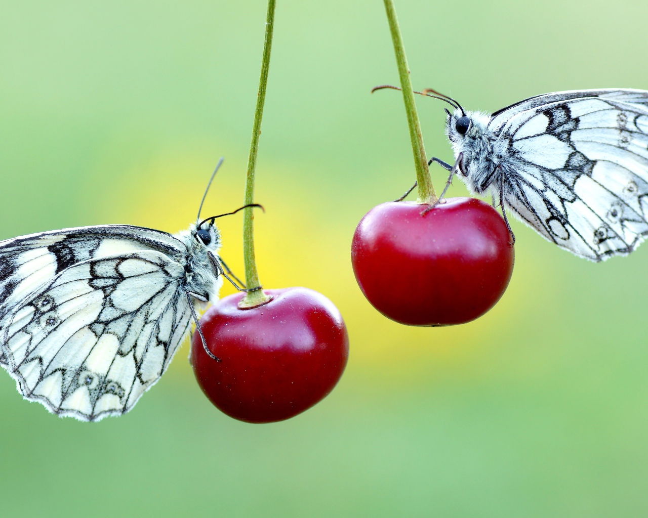 Две бабочки сидят на красных вишнях